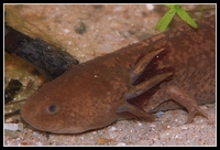 : Ambystoma mexicanum; Mexican Axolotl