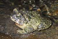 : Bufo californicus; Arroyo Toad