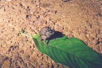 : Bufo gracilipes
