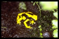 : Dendrobates tinctorius; Dyeing Poison Frog