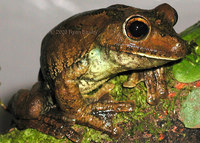: Hypsiboas boans