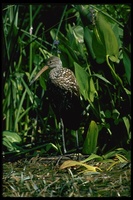 : Aramus guarauna; Limpkin