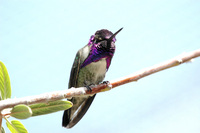 : Calypte costae; Costa's Hummingbird