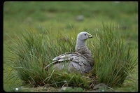 : Cereopsis novaehollandiae; Cape Barren Goose