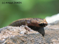 : Thorius troglodytes