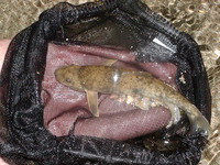 : Catostomus santaanae; Santa Ana Sucker