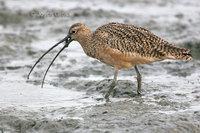 : Numenius americanus; Long-billed Curlew