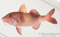 : Parupeneus insularis