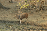 : Tragelaphus scriptus ornatus; Chobe Bushbuck