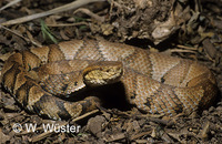 : Bothrops microphthalmus; Small-eyed Pitviper