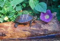 : Chrysemys picta picta; Eastern Painted Turtle