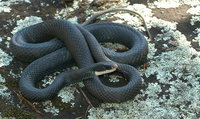 : Coluber constrictor constrictor; Northern Black Racer