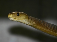 : Dendroaspis polylepis; Black Mamba