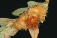 : Sphaeroteras trimaculosum; Woollybear Gall Wasp;