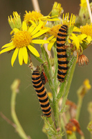 : Tyria jacobaeae; Cinnabar Moth, Tyria