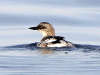 Pigeon Guillemot. 1 October 2006. Photo by Angus Wilson