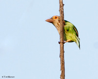 Lineated Barbet