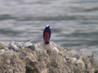 ...White-capped Water Redstart (Chaimarrornis leucocephalus) 2004. december 25. Deban, Noa-Dihing R