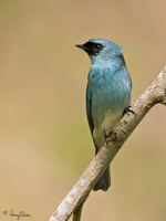 Mountain Verditer-Flycatcher (male) Scientific name - Eumyias panayensis