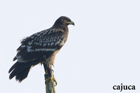 Greater Spotted Eagle ( Aquila clanga )