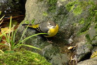 노랑할미새 [gray wagtail]