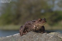 Skrubtudse (Bufo bufo) Foto/billede af