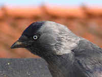 Western Jackdaw