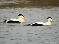 Common Eider  (Nome area)