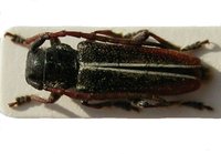 Conizonia compacta