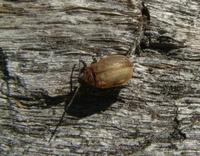 Galeruca pomonae