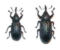 Magdalis memnonia