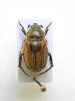 Anisoplia villosa