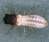 Cryptotermes brevis - West Indian drywood termite