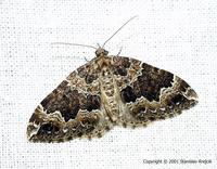 Eulithis prunata - The Phoenix