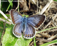 Polyommatus icarus f. caerulea - Common Blue