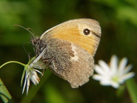 Coenonympha pamphilus - Small Heath