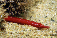 Nerophis ophidion, Straightnose pipefish: