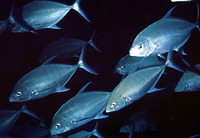 Carangoides orthogrammus, Island trevally: fisheries, gamefish