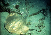 Platyrhinoidis triseriata, Thornback guitarfish: