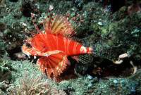 Dendrochirus zebra, Zebra turkeyfish: fisheries, aquarium