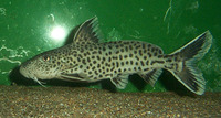 Synodontis petricola, Cuckoo Catfish: