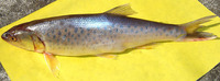 Raiamas bola, Trout barb: fisheries, gamefish