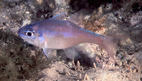 Archamia leai, Lea's cardinalfish: