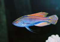 Cirrhilabrus lineatus, Purplelined wrasse: aquarium