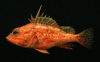 Pontinus furcirhinus, Red scorpionfish: fisheries