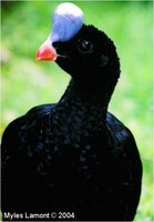 Northern Helmeted Curassow Pauxi pauxi