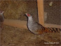 Cheer Pheasant Catreus wallichi