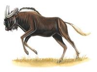 Image of: Connochaetes gnou (black wildebeest)