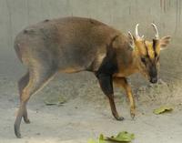 Image of: Muntiacus reevesi (Reeves's muntjac)