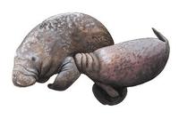 Image of: Trichechus senegalensis (African manatee)